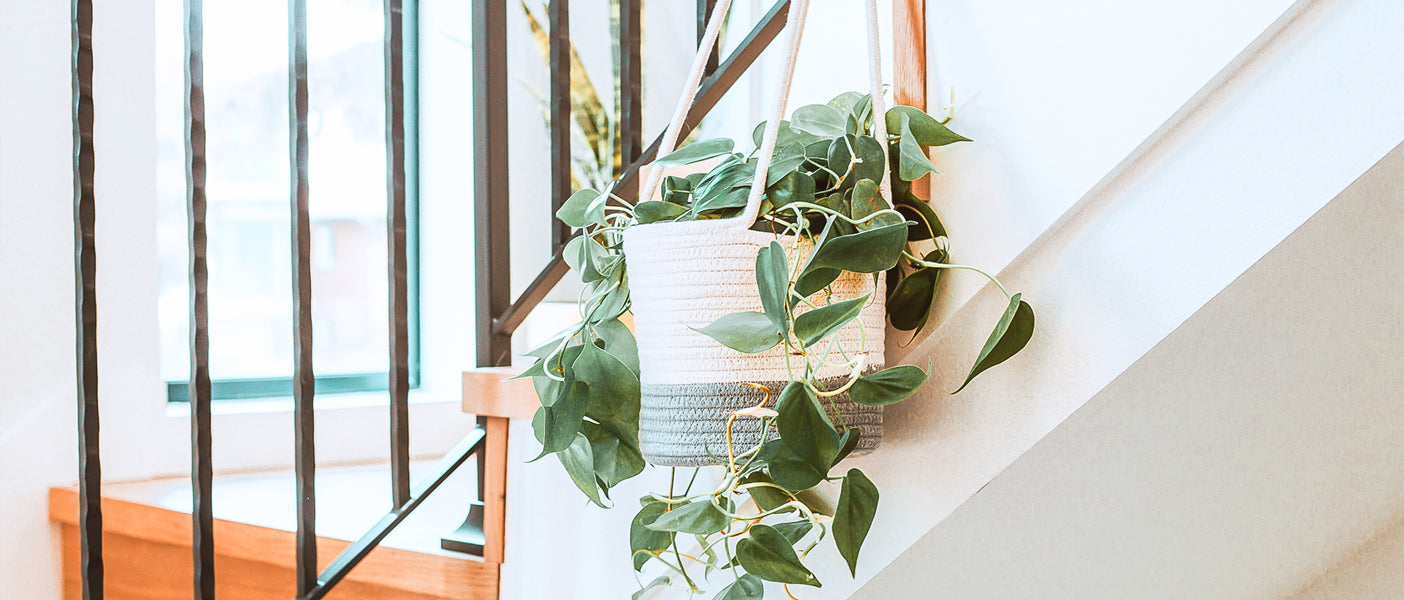 PB_T_Hanging Planter Baskets_M