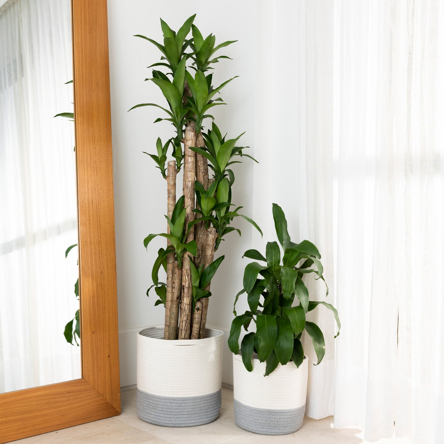 2-Pack Planter Basket - White & Gray