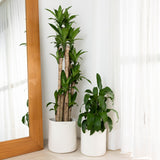 2-Pack Off-White Planter Basket