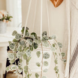 Cotton Rope Hanging Planter Basket - Set of 2 - Off-White w/ Stitches