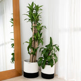 2-Pack Planter Basket - White & Black