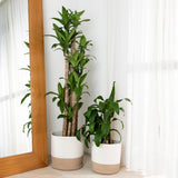 2-Pack Planter Basket - Honey & Off-White